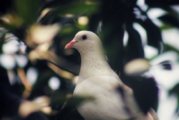 Yarali Beyaz Gvercin	